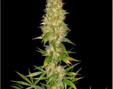Spliff Seeds - Royal Thai cannabis seed