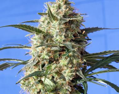 Spliff Seeds - Snow White cannabis seed