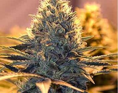 Spliff Seeds - Spliff Stilton cannabis seed