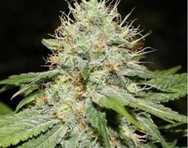 Spliff Seeds - Sweet n Sour cannabis seed