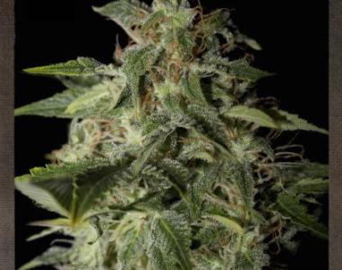 Strain Hunters - Afgooey cannabis seed