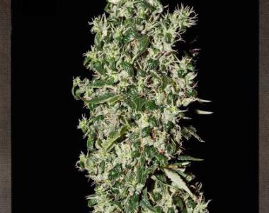 Strain Hunters - Big Tooth cannabis seed