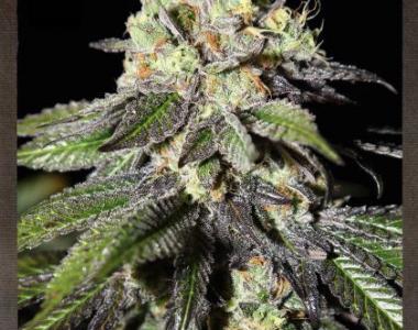 Strain Hunters - Caboose cannabis seed