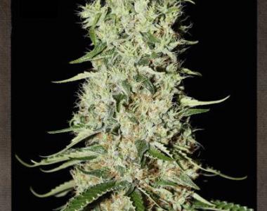 Strain Hunters - Damnesia cannabis seed