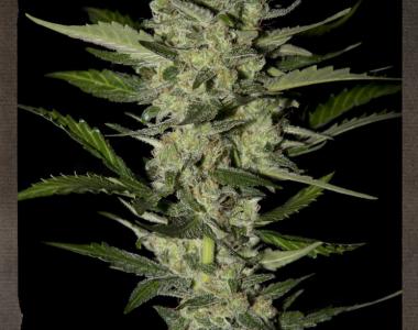 Strain Hunters - Flowerbomb Kush cannabis seed