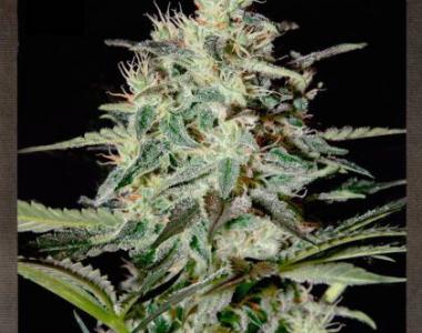 Strain Hunters - White Lemon cannabis seed