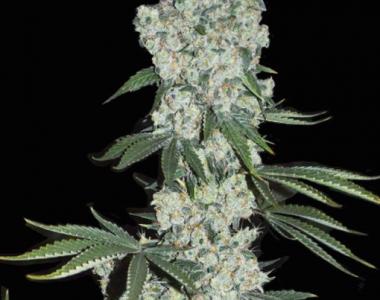 Superstrains - 7th Wave cannabis seed