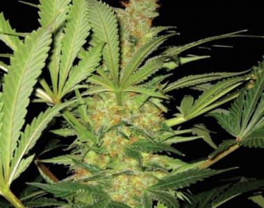 Superstrains - El Cucaracha cannabis seed
