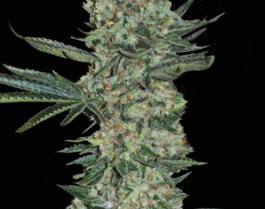 Superstrains - Enemy of the State cannabis seed