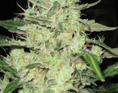 Superstrains - Next of Kin cannabis seed