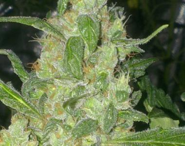 Superstrains - Turing Auto cannabis seed