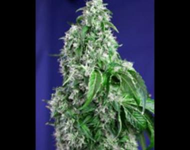 Sweet Seeds - Big Devil Fast V cannabis seed