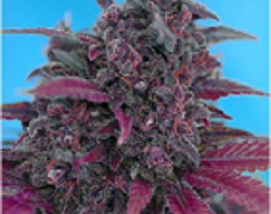 Sweet Seeds - Dark Devil Auto cannabis seed
