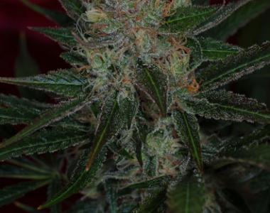 TGA Subcool Seeds - Agent Orange cannabis seed