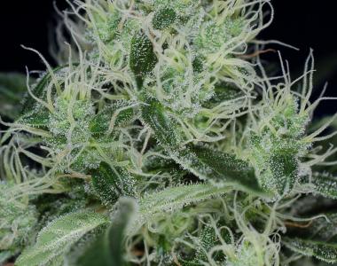 Subcool Seeds - Agent Orange cannabis seed