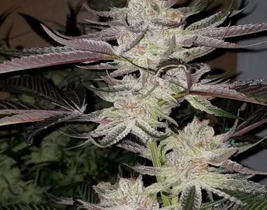 Subcool Seeds - Astro Snaps cannabis seed