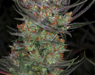 TGA Subcool Seeds - Brian Berry Cough cannabis seed