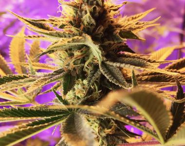 Subcool Seeds - Cherry Cordial cannabis seed