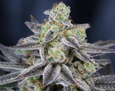 Subcool Seeds - Cherrygasm cannabis seed