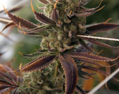 TGA Subcool Seeds - Conspiracy Kush cannabis seed