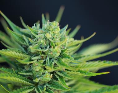 Subcool Seeds - Dairy Queen cannabis seed