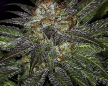 TGA Subcool Seeds - Deep Purple cannabis seed