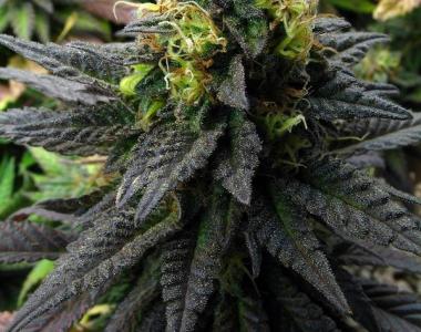 Subcool Seeds - Deep Purple cannabis seed