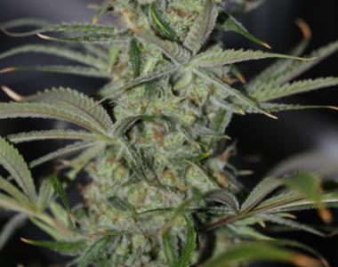 TGA Subcool Seeds - Galactic Jack cannabis seed
