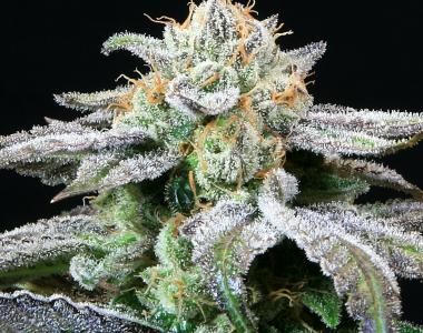 Subcool Seeds - Grape Inferno cannabis seed