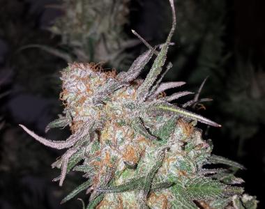 Subcool Seeds - Hurkle cannabis seed