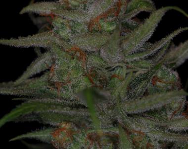 Subcool Seeds - Jack Skellington cannabis seed