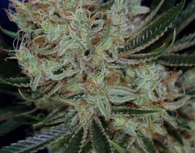 Subcool Seeds - Jack The Ripper cannabis seed