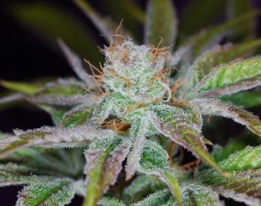 Subcool Seeds - Jack\'s Cleaner 2 cannabis seed