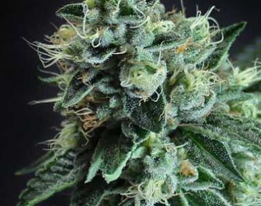 TGA Subcool Seeds - Jesus OG cannabis seed