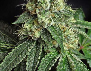 Subcool Seeds - Jesus OG cannabis seed