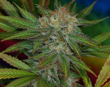 TGA Subcool Seeds - Jilly Bean cannabis seed