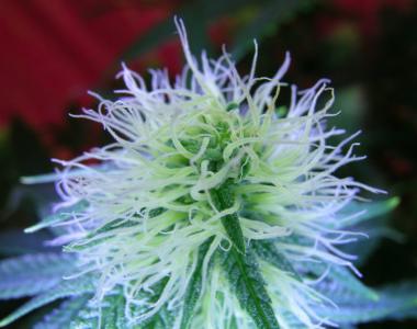 Subcool Seeds - Jilly Bean cannabis seed