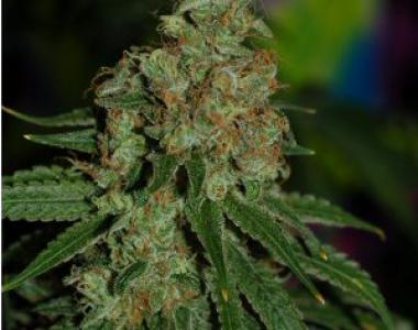 TGA Subcool Seeds - Kaboom cannabis seed