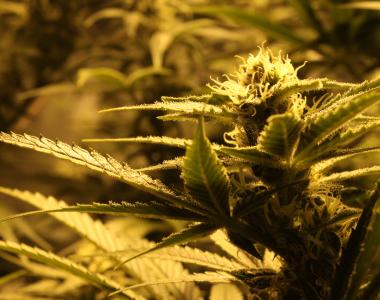 Subcool Seeds - Kaboom cannabis seed