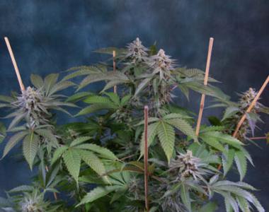 Subcool Seeds - Killer Grape cannabis seed