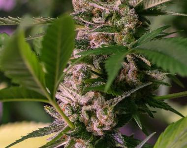 Subcool Seeds - Lemon Stilton cannabis seed