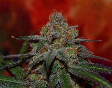 Subcool Seeds - Grape Lime Ricky cannabis seed