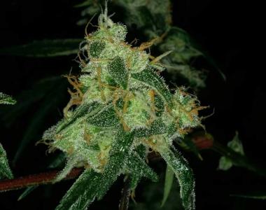Subcool Seeds - Nepali Queen cannabis seed