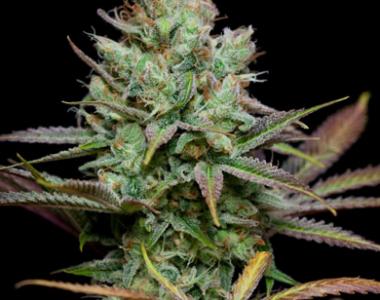 Subcool Seeds - Pennywise cannabis seed