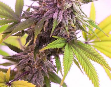 Subcool Seeds - Pina Rita cannabis seed