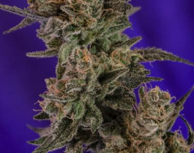 TGA Subcool Seeds - Professor Chaos cannabis seed
