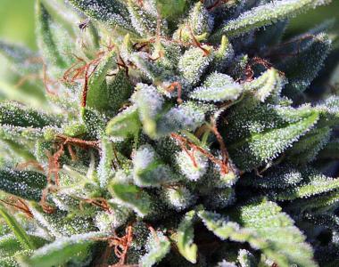 Subcool Seeds - Purgatory cannabis seed
