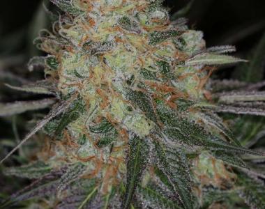 Subcool Seeds - Qleaner cannabis seed