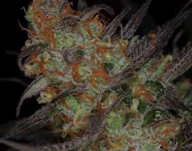 TGA Subcool Seeds - Qleaner cannabis seed