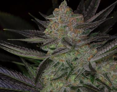 Subcool Seeds - Qrazy Train cannabis seed
